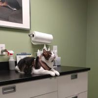 Jamaica Plain Animal Clinic ico