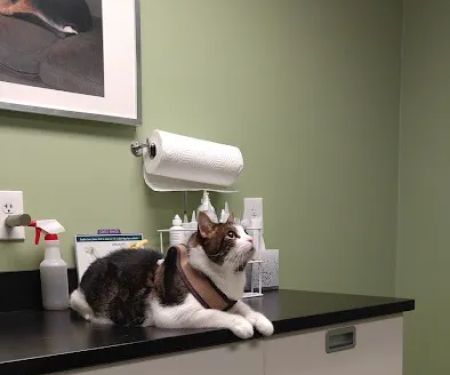 Jamaica Plain Animal Clinic