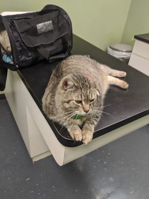 Jamaica Plain Animal Clinic Picture 3