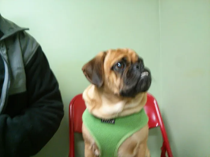 Jamaica Plain Animal Clinic Picture 7
