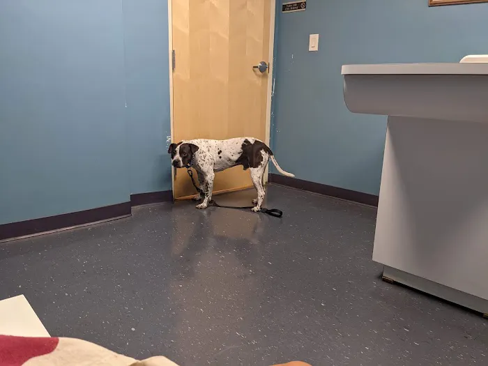 Jamaica Plain Animal Clinic Picture 9