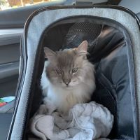 Angell Animal Medical Center ico