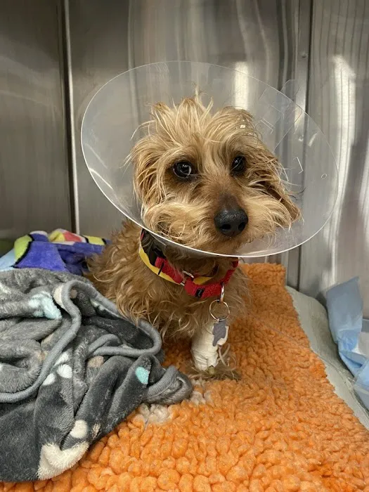 Angell Animal Medical Center Picture 4