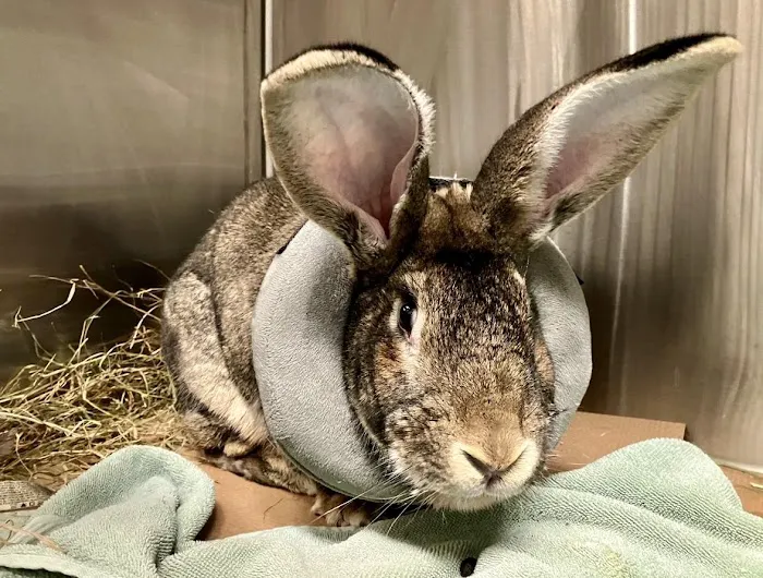 Angell Animal Medical Center Picture 5