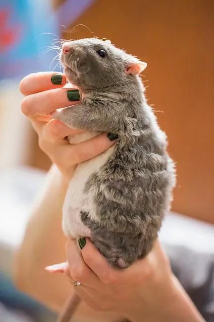 Angell Animal Medical Center Picture 10