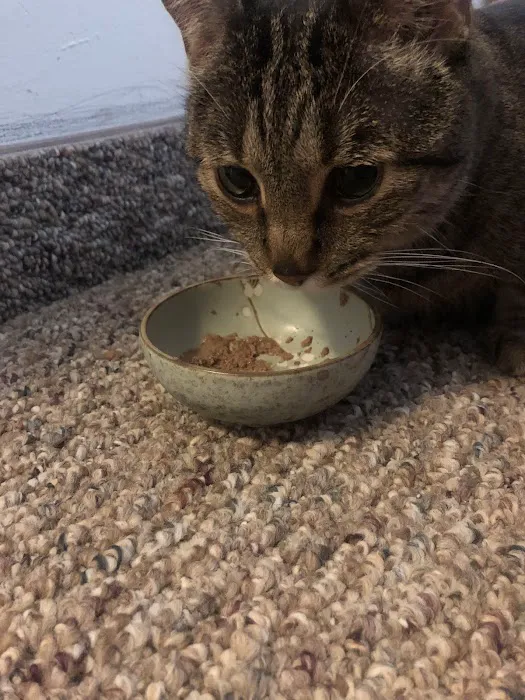 VCA Metro Cat Hospital Picture 1