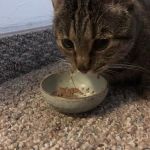VCA Metro Cat Hospital