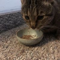 VCA Metro Cat Hospital ico