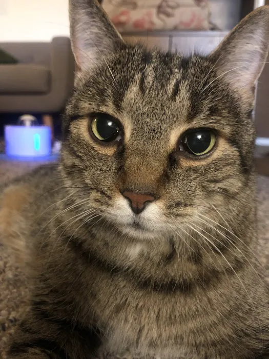 VCA Metro Cat Hospital Picture 2