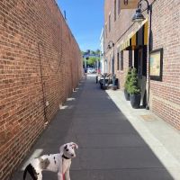 Boston Veterinary Clinic ico
