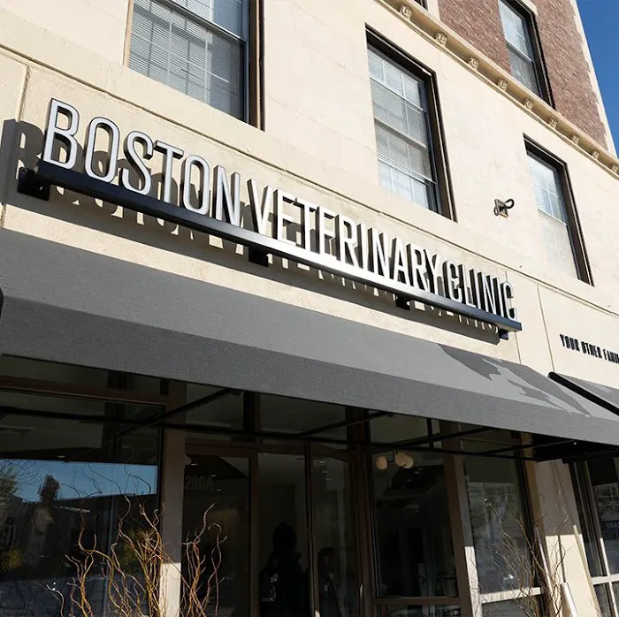 Boston Veterinary Clinic Picture 5