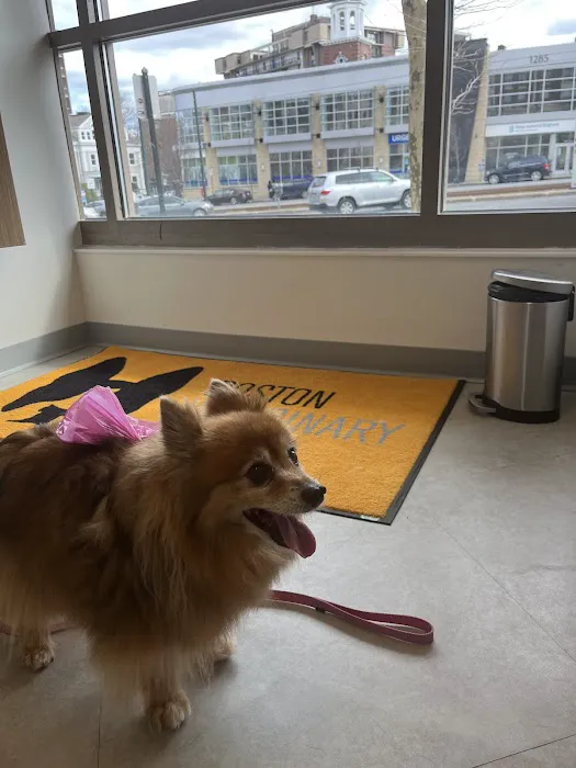 Boston Veterinary Clinic Picture 3