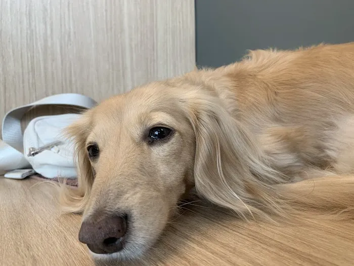 Boston Veterinary Clinic Picture 10