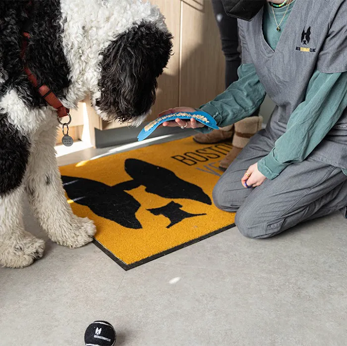 Boston Veterinary Clinic Picture 9