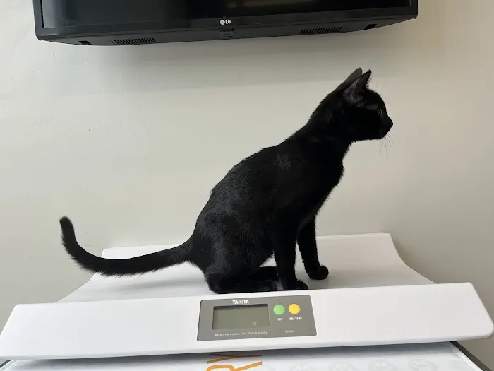 Boston Veterinary Clinic Picture 7