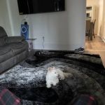Emmerson Animal Hospital