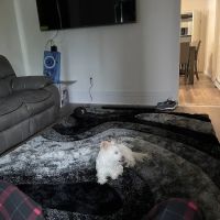 Emmerson Animal Hospital ico