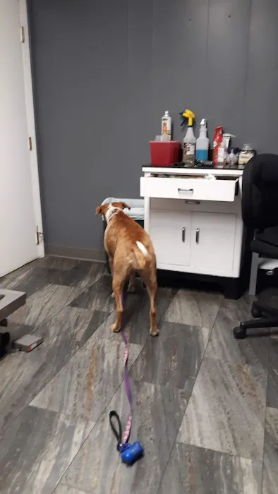 Emmerson Animal Hospital Picture 5
