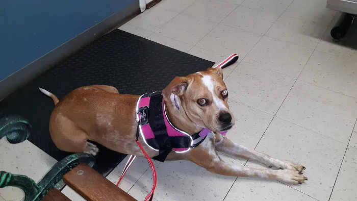 Emmerson Animal Hospital Picture 6