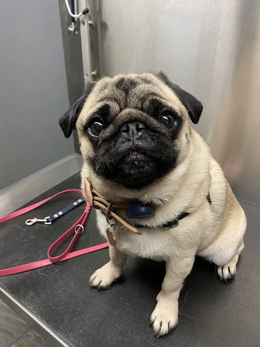 Emmerson Animal Hospital Picture 7