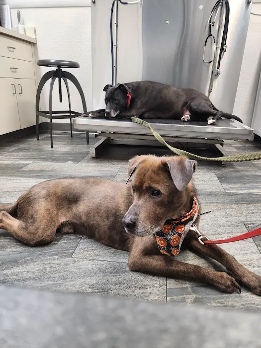 Emmerson Animal Hospital Picture 10
