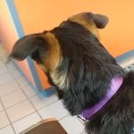 Holbrook Animal Hospital