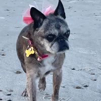 VCA South Shore Weymouth Animal Hospital ico
