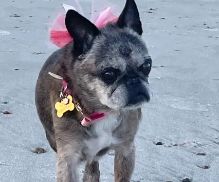 VCA South Shore Weymouth Animal Hospital