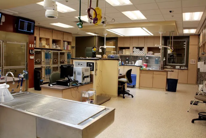 VCA South Shore Weymouth Animal Hospital Picture 7