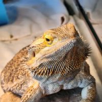 New England Wildlife Center ico