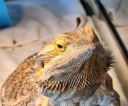 New England Wildlife Center