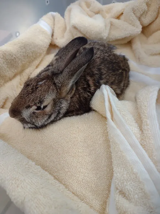 New England Wildlife Center Picture 5
