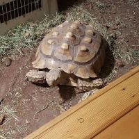 Odd Pet Vet ico