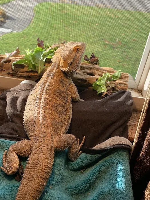 Odd Pet Vet Picture 4