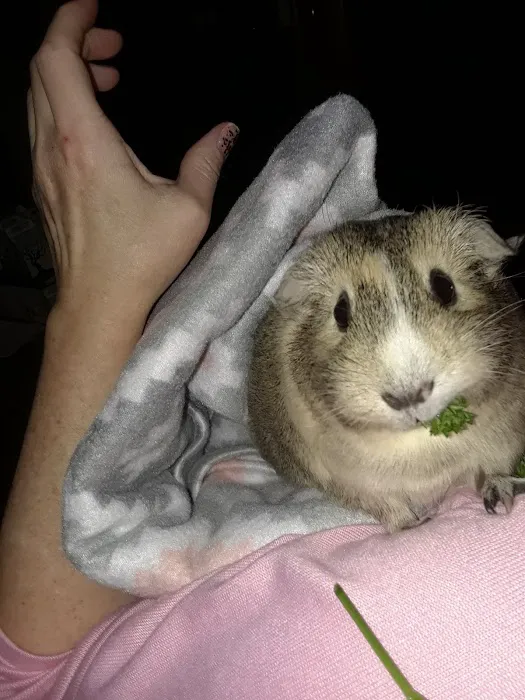 Odd Pet Vet Picture 9