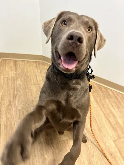 Veterinary Urgent Care Center - Braintree Picture 4