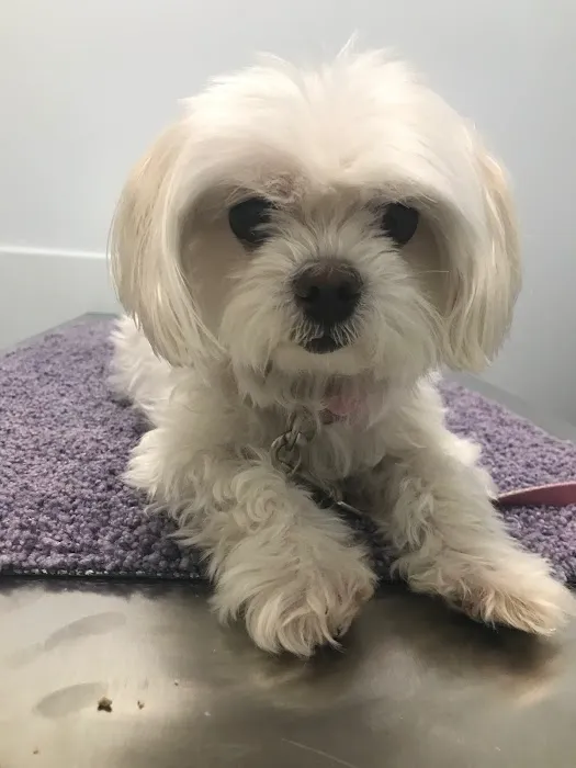 Veterinary Urgent Care Center - Braintree Picture 3