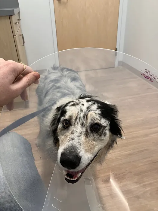Veterinary Urgent Care Center - Braintree Picture 6