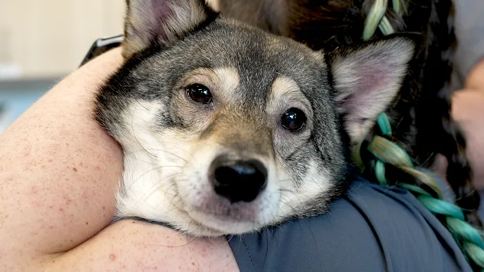 Veterinary Urgent Care Center - Braintree Picture 9