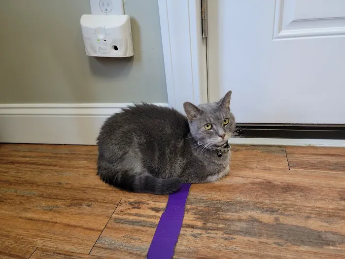 Weymouth Landing Cat Clinic & Hotel Picture 1