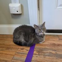 Weymouth Landing Cat Clinic & Hotel ico