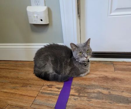 Weymouth Landing Cat Clinic & Hotel