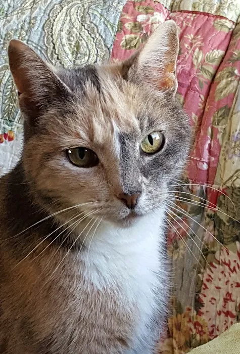 Weymouth Landing Cat Clinic & Hotel Picture 7