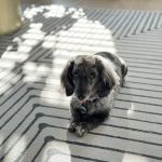 Willard Veterinary Clinic
