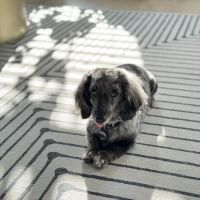 Willard Veterinary Clinic ico