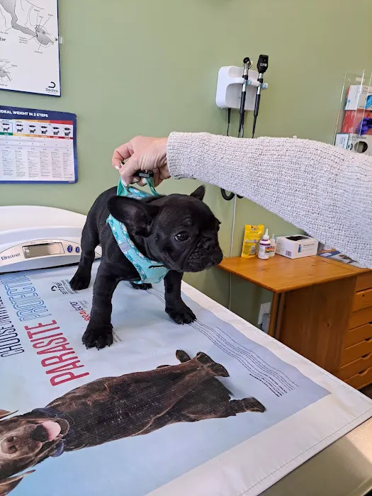 Braintree Veterinary Care Picture 1