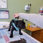 Braintree Veterinary Care