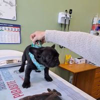 Braintree Veterinary Care ico