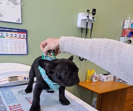 Braintree Veterinary Care