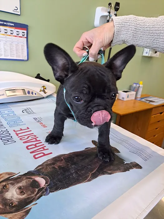 Braintree Veterinary Care Picture 2